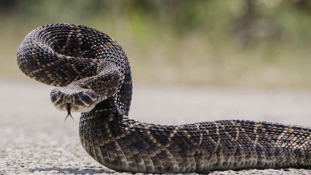 <p>A Texas man who thought “a few” snakes were under his house called professionals to remove the reptiles -- and learned 45 rattlesnakes had made themselves at home!</p>