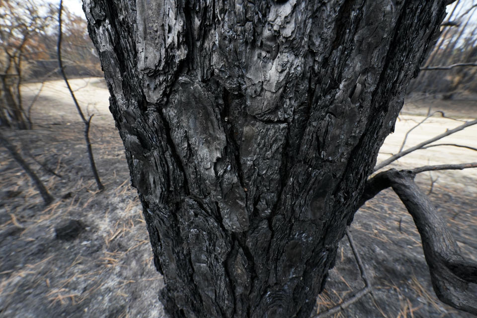 Bark on a tree scorched from a wildfire is seen in Leesville, La., Wednesday, Sept. 13, 2023. (AP Photo/Gerald Herbert)