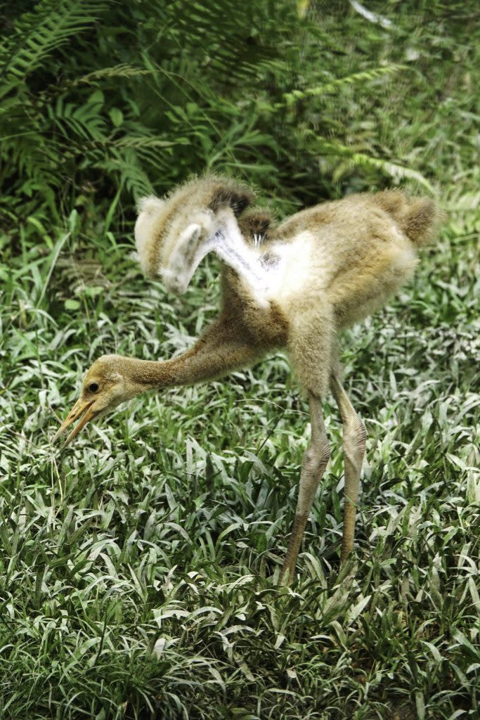 丹頂鶴寶寶伸展翅膀。（台北市立動物園提供）