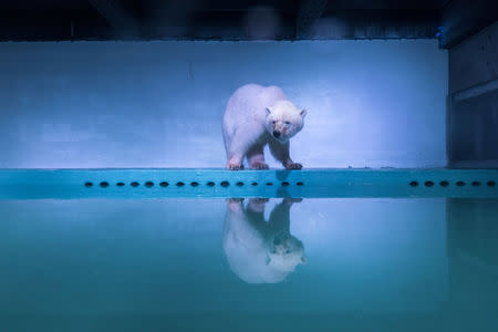 A polar bear is seen in an aquarium at the Grandview mall in Guangzhou, Guangdong province, China, July 27, 2016. REUTERS/Stringer