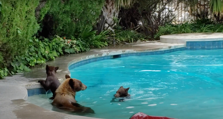 Mama bear and cubs enjoy quick swim in Tujunga backyard (Jon and Karen Von Gunten)