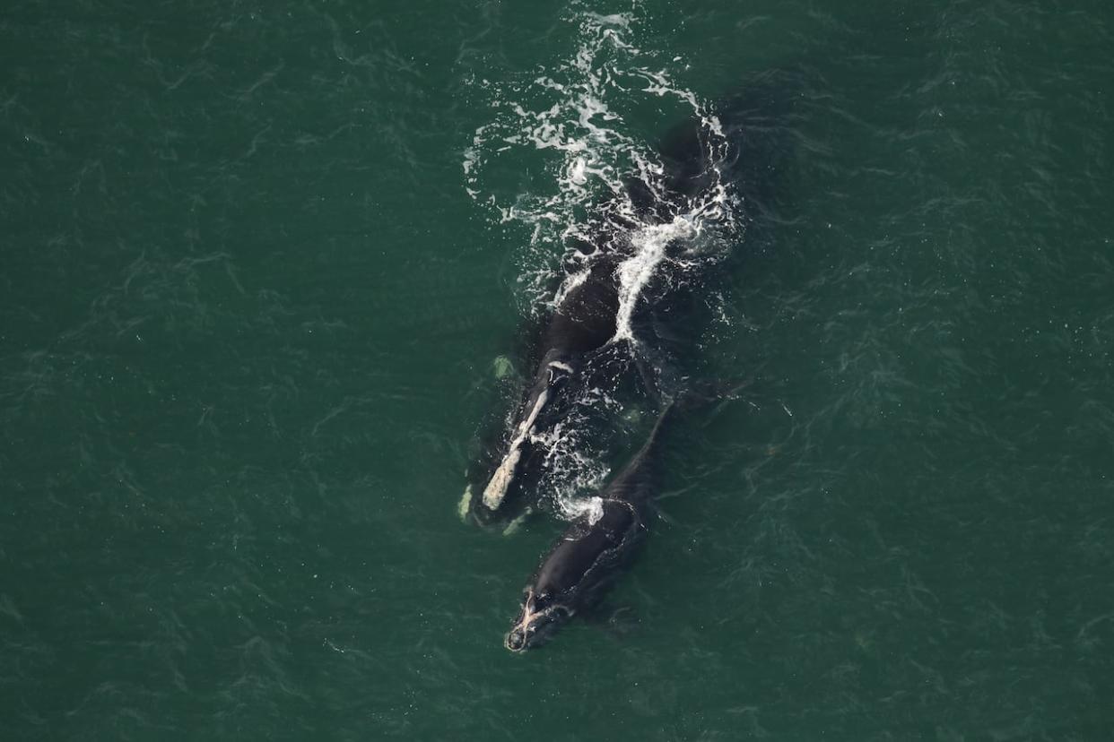 The most recent sighting was of a mother whale named Swerve and her new calf, on Jan. 3, 2024. (Clearwater Marine Aquarium Research Institute, taken under NOAA permit #26919 - image credit)