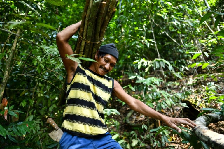 Traditional honey-hunter Abdul Samad Ahmad carries wood to make ladders for harvesting bee nests in the treetops