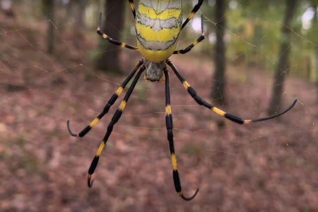 Espèce invasive : l'araignée Jorō à l'assaut des États-Unis