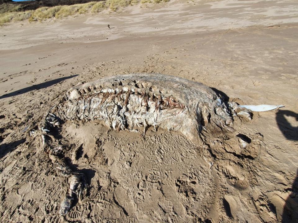 Marine experts were alerted to this 'very large blob' that washed up on a Wales beach.