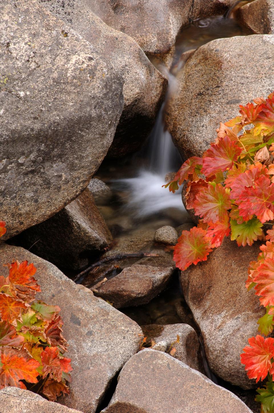 A small waterfall on a creek in the El Dorado National Forest in California's Sierra Nevada mountain range.