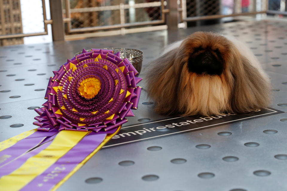 Wasabi, a Pekingese of East Berlin, Pennsylvania sits after winning the Best in Show at the 145th Westminster Kennel Club Dog Show during a photo opportunity at the Empire State Building in New York City, U.S., June 14, 2021. REUTERS/Shannon Stapleton