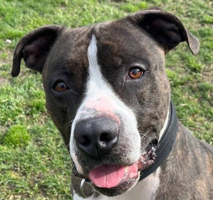 The Taunton Animal Shelter Pet of the Week is Chance, a male American bulldog/American Staffordshire mix who is about 4 years old.