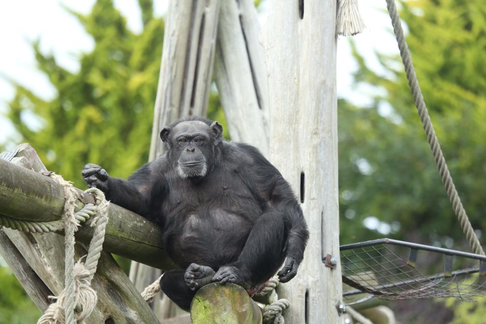 A bonobo sits on a branch structure at one of the sanctuaries