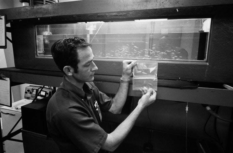 Scientist John Boyd holding a bag of two mummichog minnows who became the first fish in space as part of the Skylab 3 mission, July to September 1973. - Photo: NASA