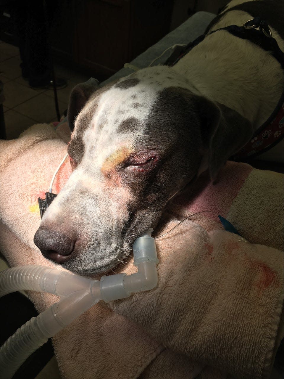 Debra Leckrone, volunteer coordinator and community outreach manager at the Humane Society of Delaware County, said her dog Zeke underwent eye surgery recently using donated tracheal intubation equipment intended for humans.