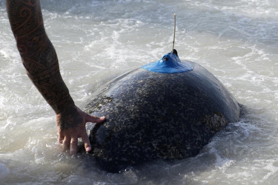 A man pushes a sea turtle to the water during a turtle releasing program in Saadiyat Island of Abu Dhabi, United Arab Emirates, Tuesday, June 6, 2023. As sea turtles around the world grow more vulnerable due to climate change, the United Arab Emirates is is working to protect the creatures. Many were outfitted with satellite tracking gear to help scientists better understand migration patterns and the success of rehabilitation methods. (AP Photo/Kamran Jebreili)