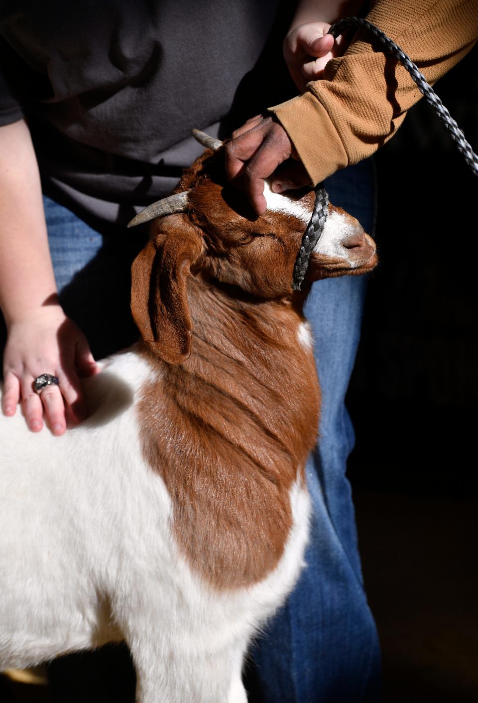 Angel Esparza gives a goat a friendly scratch on the head during the Scurry County Junior Livestock Show in Snyder Jan. 18.