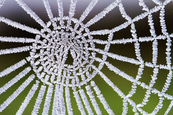 Osmond stumbled across this frosty spiderweb on a fence, St Marys, Tasmania