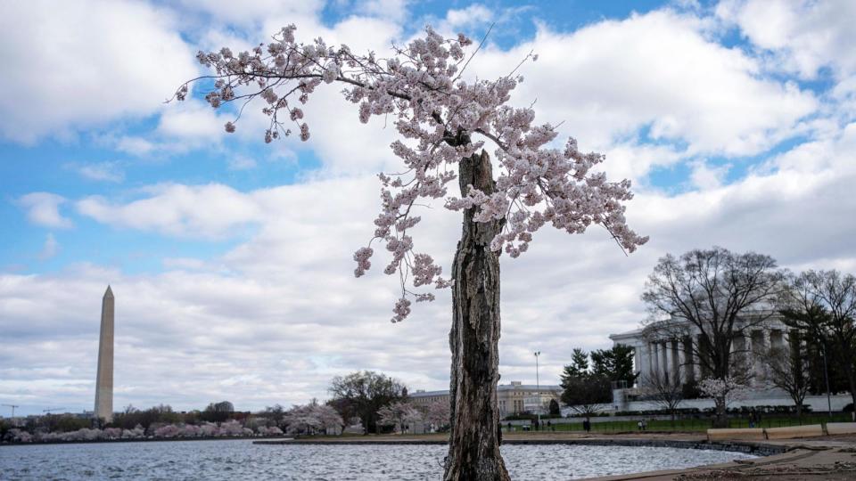 PHOTO: The cherry blossom tree nicknamed Stumpy stands at the Tidal Basin in Washington, D.C., on March 19, 2024. (Bonnie Cash/Reuters)