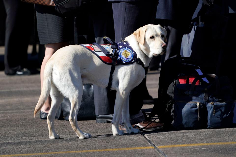 Sully, the yellow Labrador retriever who was former U.S. President George H.W. Bush's service dog, during a departure ceremony at Ellington Field in Houston, Texas, on Dec. 3, 2018.