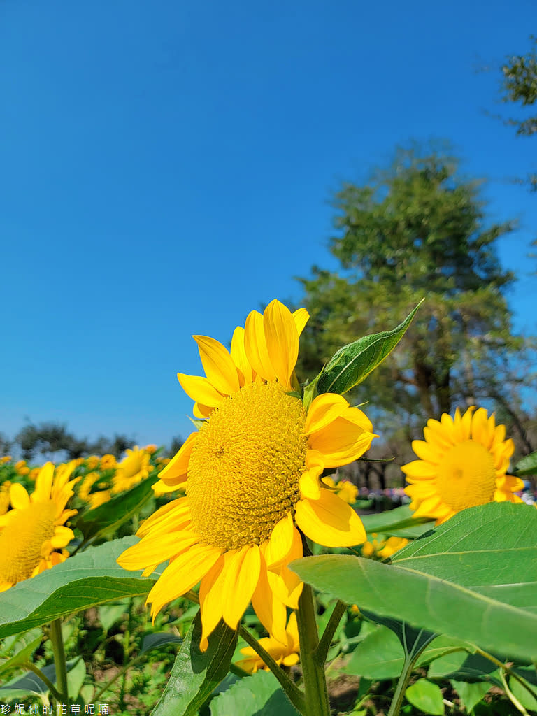 屏東｜新埤鄉綜合休閒公園