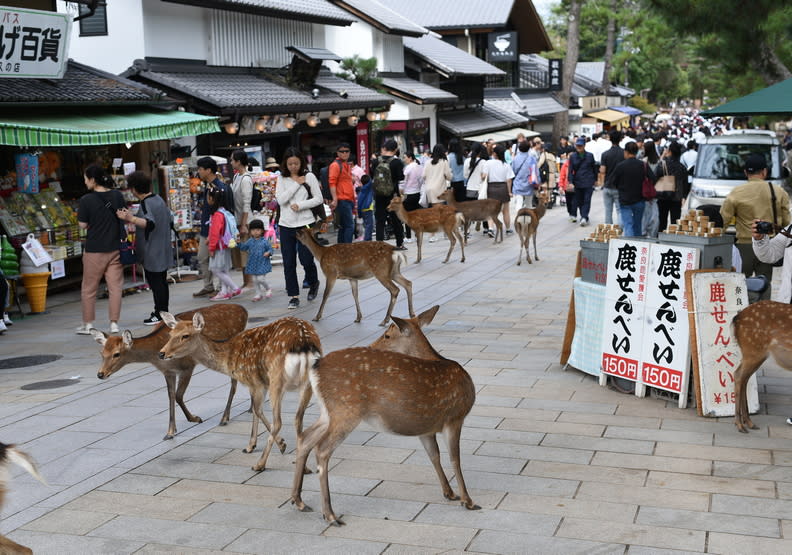 疫情前的旅遊旺季，鹿群幾乎和人群聚在一起