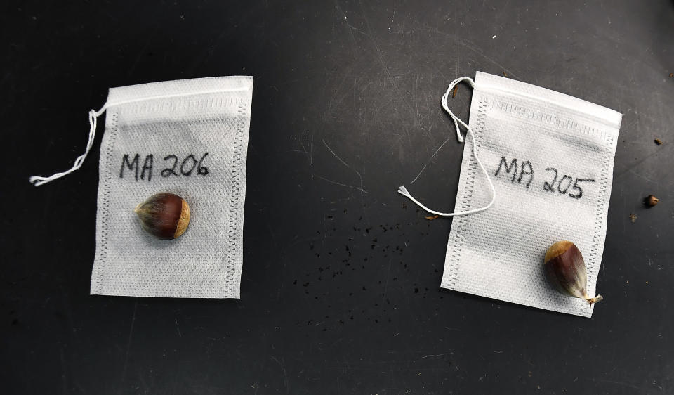 Genetically modified chestnuts are labeled, weighed and bagged before being placed into cold storage at the State University of New York's College of Environmental Science & Forestry in Syracuse, N.Y., Monday, Sept. 30, 2019. Opponents warn of starting “a massive and irreversible experiment” in a highly complex ecosystem. Proponents see a technology already ubiquitous in the supermarket that could help save forests besieged by invasive pests. (AP Photo/Adrian Kraus)