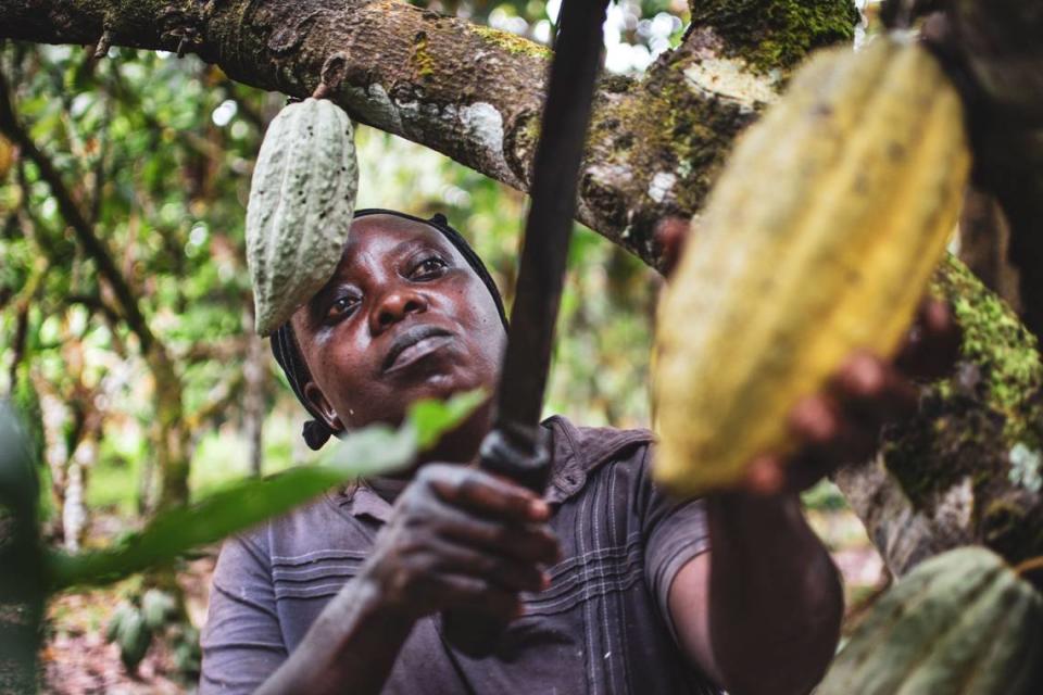 A woman cutting down cacao beans that will be fermented and sent to the KU’L Chocolate factory in Bellingham, Wash.