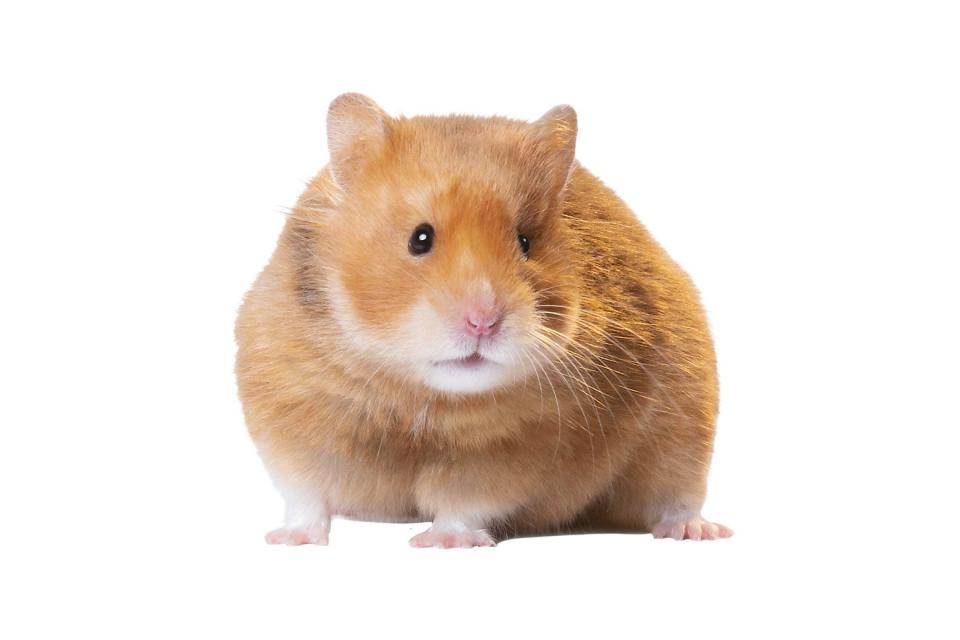 A brown hamster.