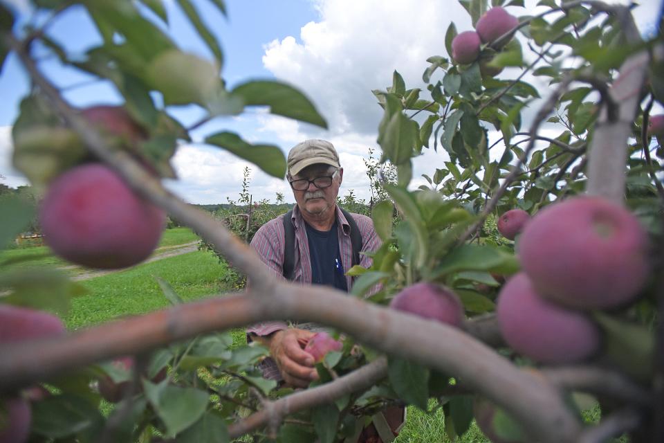 Russell Jourdey of Apple Hill Orchards was picking apples both the Mansfield and Fredericktown locations in this file photo. The orchard is now open for picking seven days a week.