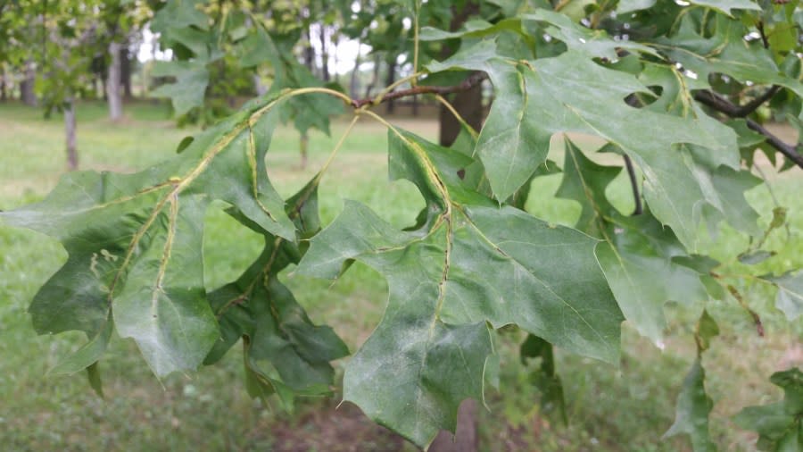 Wilting oak leaves (Davey Tree Service)