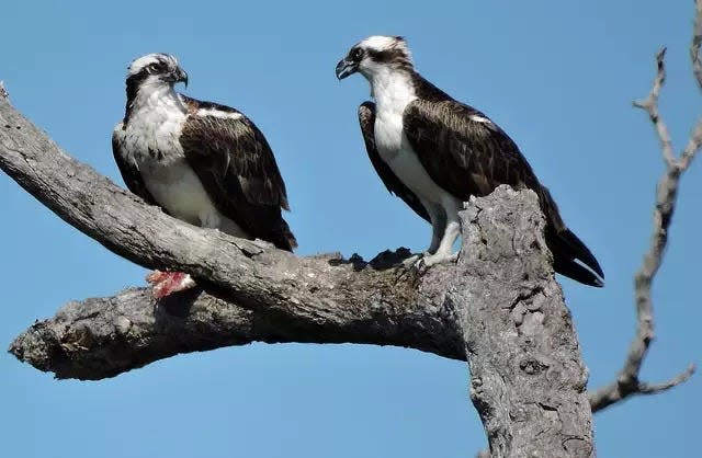 Two ospreys with their distinctive black line across the eyes that extends to the wings.