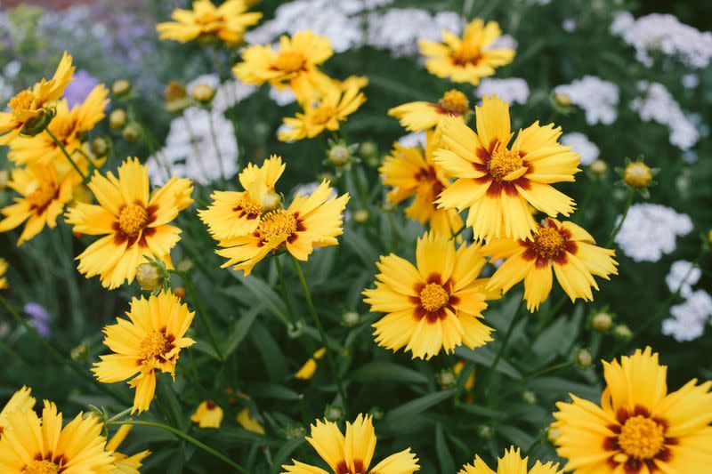 summer flowers coreopsis