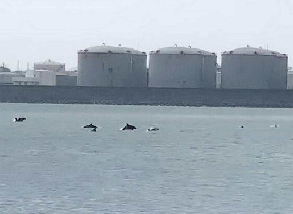 台中港今年除夕突然出現嬌客，二、三百隻海豚疑似為了追逐魚群，在港內北迴船池水域游來游去，時隱時現，看見的民眾都相當驚喜。（記者陳金龍翻攝）