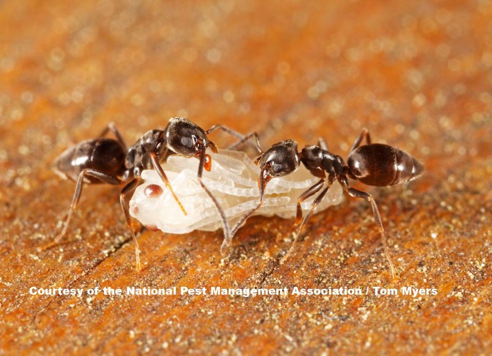 Ants are attracted to food crumbs and damp conditions. There will typically be hordes of ants inching around fallen food around the house.