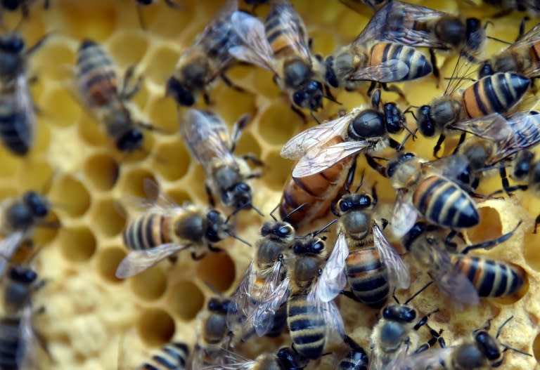 New Zealanders want to secure protected status for honey labelled manuka, in the same way France did with Champagne and Portugal did with its Porto wine