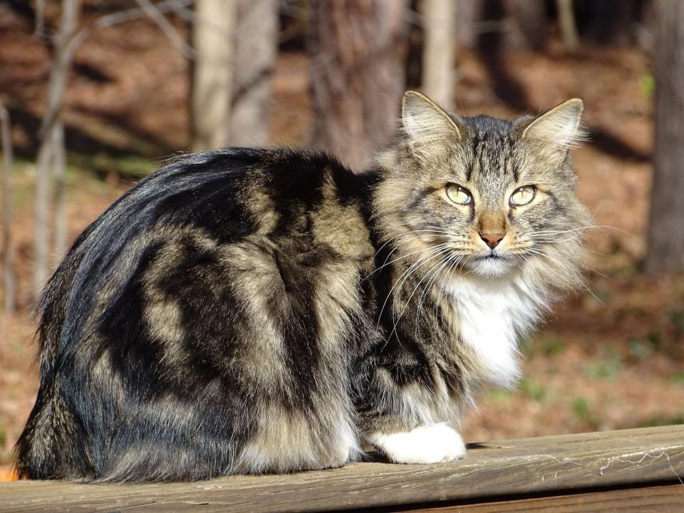 American Bobtail cat sitting outdoors