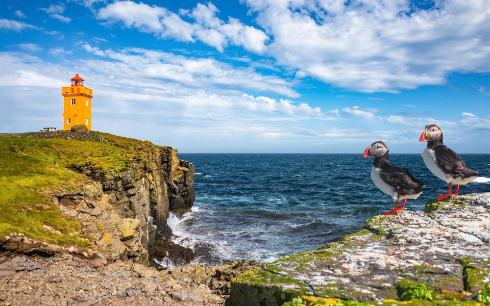 Head to Grimsey, a puffin haven straddling the Arctic Circle - Getty