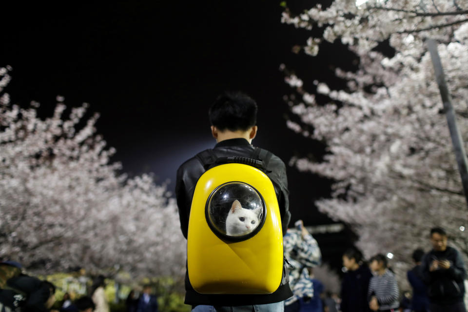 <p>A man carries his pet cat as he walks under the cherry blossoms at Tongji University in Shanghai, April 4, 2017. (Photo: Aly Song/Reuters) </p>