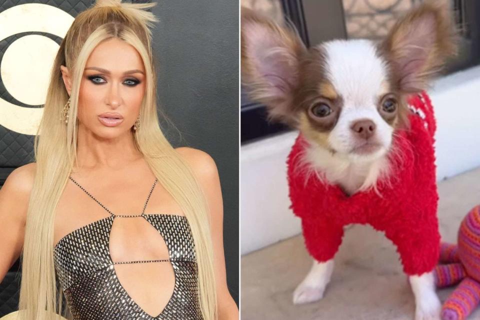 <p>Jeff Kravitz/FilmMagic; Paris Hilton/Instagram</p> Paris Hilton unveiled the name of her newest chihuahua on Instagram.