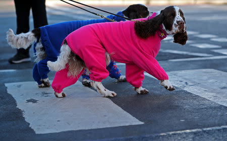 Spaniels arrive for the first day of the Crufts Dog Show in Birmingham, Britain, March 7, 2019. REUTERS/Hannah McKay