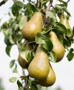 <p> <strong>Hardiness:</strong> USDA 3-9 (UK H6) </p> <p> <strong>Height:</strong> 10-12ft (3-3.6m) on Quince A rootstock </p> <p> <strong>Spread:</strong> 12ft (3.6m) </p> <p> <strong>Best for:</strong> Elegant structure&#xA0; </p> <p> An espalier is a pear (or apple) tree trained into horizontal tiers, usually against a wall or the side of the house. At all times of year, they look elegant and sophisticated and, when planted in well-drained soil in sheltered sun, they can live for a long time.&#xA0; </p> <p> They are fun to train yourself or can be bought ready-trained as 1, 2, or 3-tier espaliers, so that they achieve height and productivity faster.&#xA0; </p> <p> &#x2018;Conference&#x2019; is a reliable dessert variety, with white spring blossom and golden-green delicious fruit in mid to late fall. It is partially self-fertile, so will crop better if there is another pear in the vicinity, but if that is not possible, it will fruit on its own.&#xA0; </p>