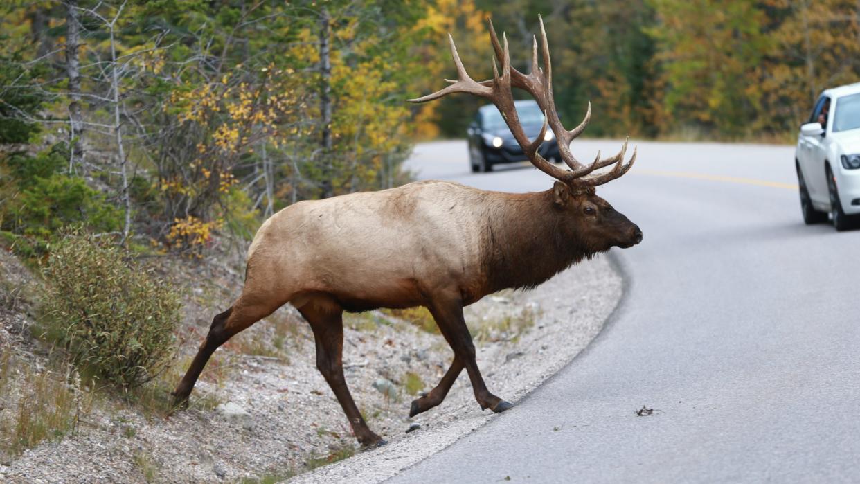  Elk on road in Canada. 