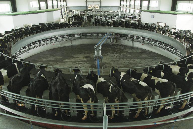 Cows are shown being milked during a scene from "How China Works", a three-part series that will air on The Discovery Channel