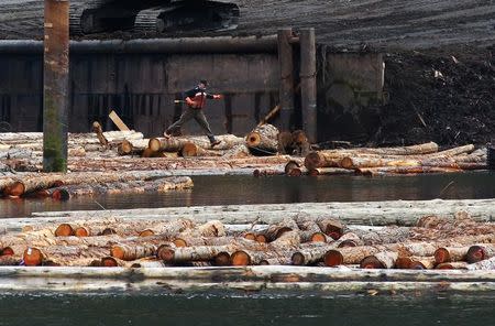 A log driver works a barge of logs at Squamish Mills Ltd in Howe Sound near Squamish, British Columbia, Canada April 25, 2017. REUTERS/Ben Nelms