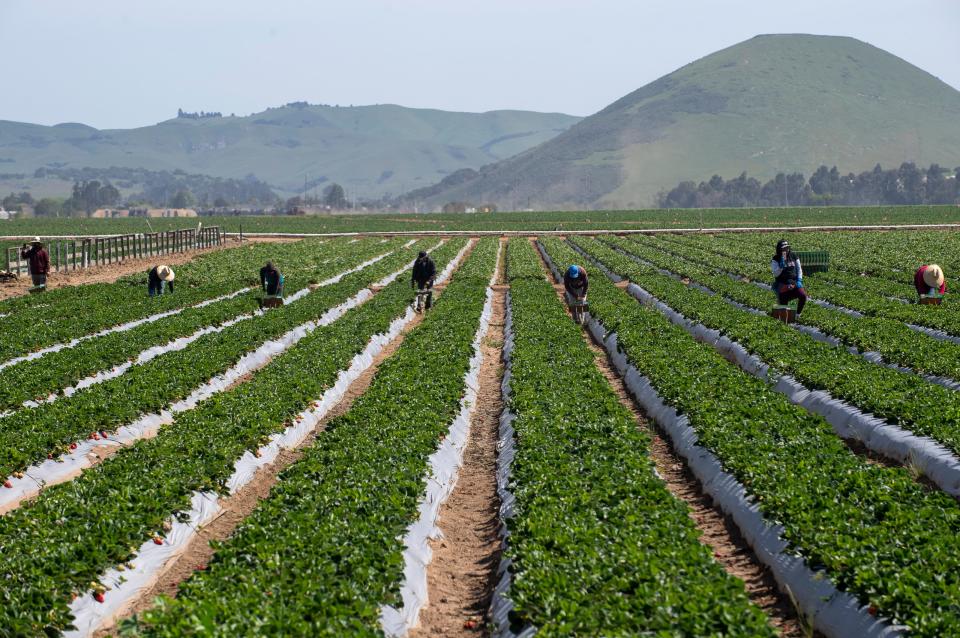 File photo - Fieldworkers pick strawberries on Saturday, April 25, 2020.