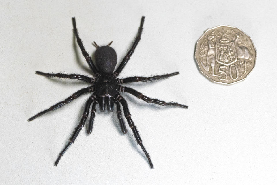 In this Dec. 10, 2023 photo supplied by the Australian Reptile Park, a male specimen of the Sydney funnel-web spider, the world's most poisonous arachnid, has been found and donated to the Australian Reptile Park, north of Sydney. The spider, given the name "Hercules", measured 7.9 centimeters (3 inches) from foot to foot, surpassing the park's previous record-holder from 2018, the male funnel-web named "Colossus" and will be used in the reptile park's antivenom program. (Caitlin Vine/Australian Reptile Park via AP)