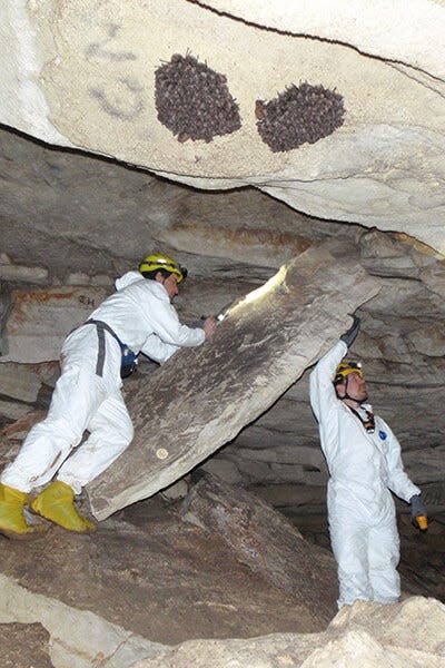 DNR biologists studying bats in Indiana head into caves to count hibernating species.