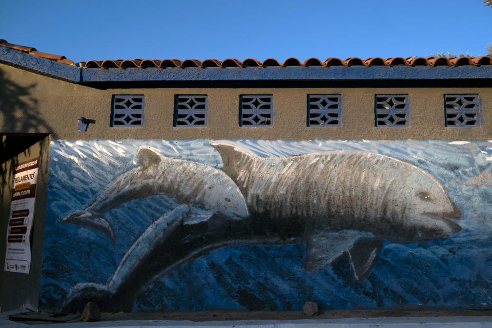 View of a mural depicting a vaquita porpoise in downtown San Felipe, in the Gulf of California, Baja California state, northwestern, Mexico, on March 31, 2022, during the Milagro (Miracle) operation of the Sea Shepherd Conservation Society and Mexican authorities to save the critically endangered vaquita porpoise. Mexico's navy and the environmental organization Sea Shepherd are working together to prevent the vaquita porpoise disappearing forever. The species is critically endangered, due to illegal gillnets used to catch totoaba, a large fish whose swim bladder can fetch thousands of dollars in China thanks to its supposed medicinal properties. The navy stepped up surveillance in January amid criticism from the United States that Mexico was not doing enough to protect the vaquita, the smallest porpoise on the planet.