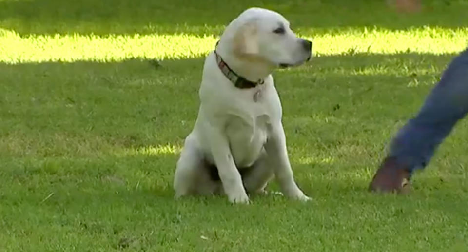 Murphy the Labrador ate a ball of meat filled with pellets thought to be rat poison along the street in Birchgrove. Source: 7 News