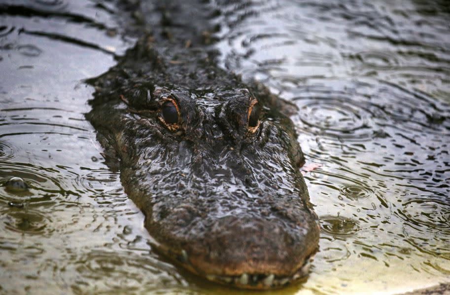 Alligator sightings have increased as the reptiles seek higher ground away from floodwaters: Reuters