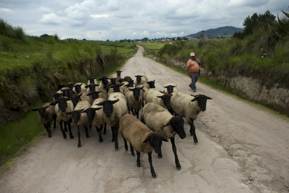 “Hemos bajado, se puede decir en un 60 o 70% la producción de la madera, para preservar el bosque y tener un mejor sustento con el turismo”, comentó el gerente del aserradero, Salvador Morale.