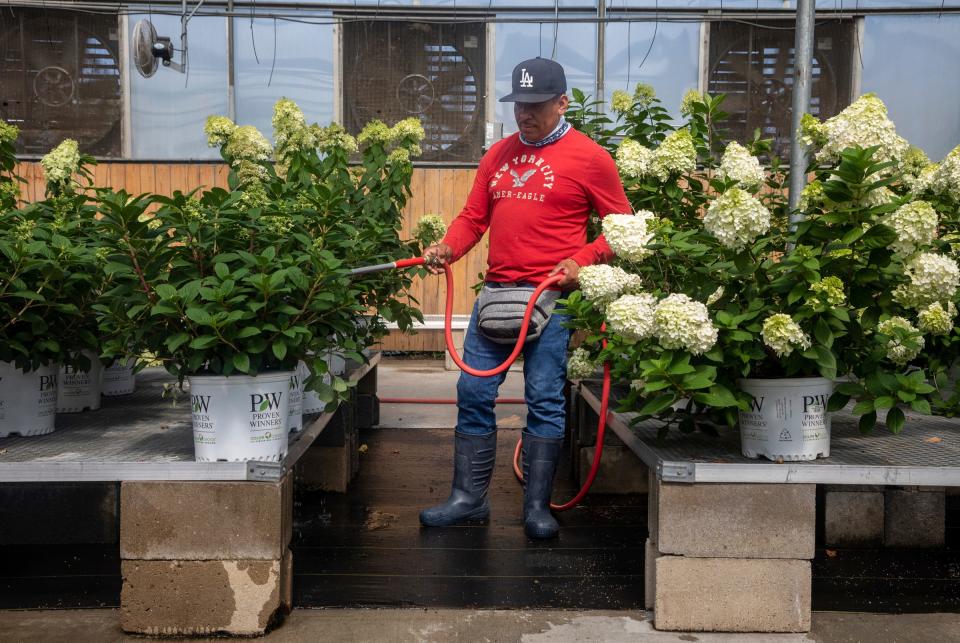Luis Hernandez, a Ruhlig Farms & Gardens employee, waters the plants inside the nursery in Brownstown on Thursday, Aug. 3, 2023. 