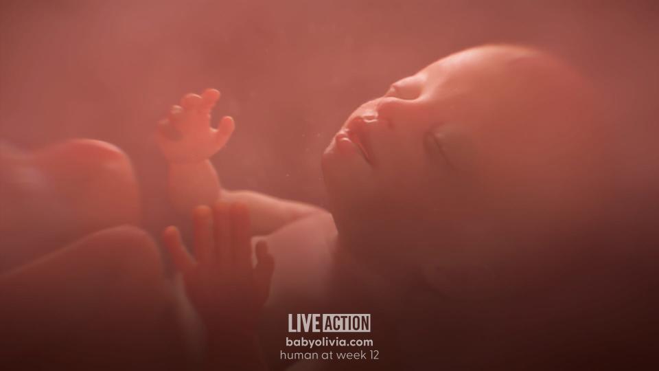 Baby Olivia is a state-of-the-art animated depiction of a baby’s development within the womb, showing each stage of development.